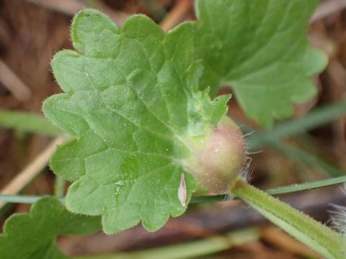 Liposthenes glechomae